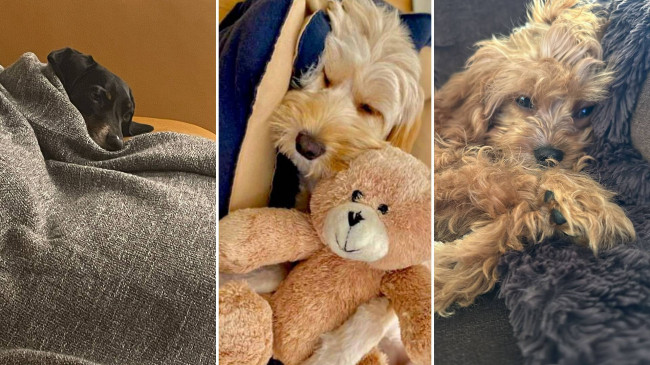 Köpeklerimiz neden çok uyuyor?