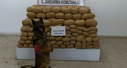 Van’da 486 kilo esrarı narkotik köpeği Kaşkol buldu