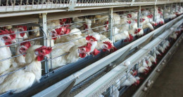 ABD’de kuş gribine karşı tavukları aşılama planı