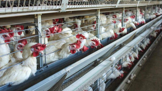 ABD’de kuş gribine karşı tavukları aşılama planı
