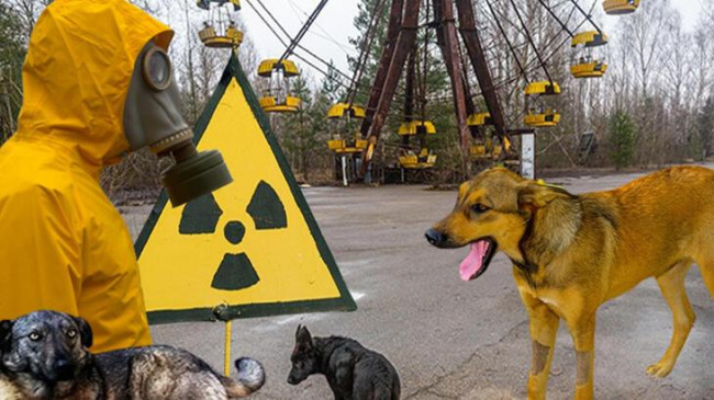 Çernobil’de yaşayan 300 köpeğin ardındaki sır! Bulunursa kanser tedavisini değiştirebilir