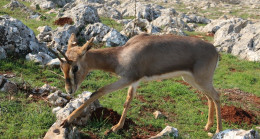 Dağ ceylanlarını 3 bin kişi doğal ortamında ziyaret etti