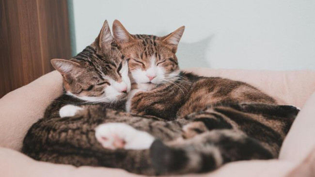 Kedi İsimleri 2023: Minik Dostlarınıza Verebileceğiniz En Güzel, Değişik, Farklı, Popüler, Komik, İngilizce Yaratıcı Dişi ve Erkek Kedi İsimleri