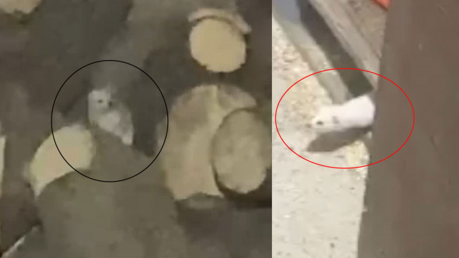 Köy muhtarı beyaz gelinciğe gitmemesi için kurduğu cümleler izleyenleri gülümsetti