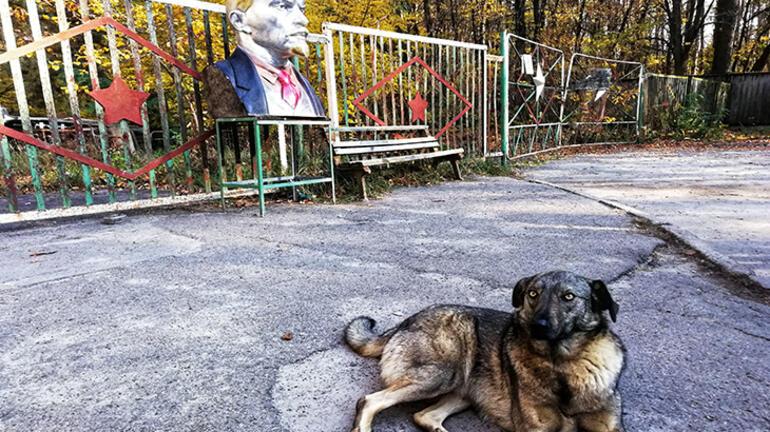 Çernobilde yaşayan 300 köpeğin ardındaki sır Bulunursa kanser tedavisini değiştirebilir